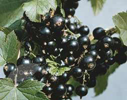 Fekete ribizli (Ribes nigrum)