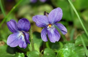 Illatos ibolya (Viola odorata)
