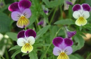 Háromszínű árvácska vagy vadárvácska (Viola tricolor)